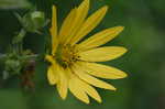 Wholeleaf rosinweed